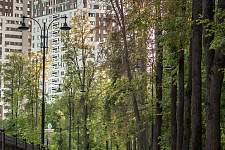 Landscaping lime Park in Moscow, 2018