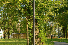 Nameless garden on the corner of Revolution Highway and Kommuny Street, St. Petersburg 2024