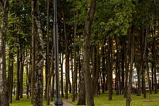 Landscaping lime Park in Moscow, 2018
