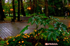 Landscaping of the park in Lipetsk