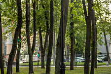 Landscaping lime Park in Moscow, 2018