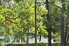 Moscow Garden, Saint Petersburg, 2024